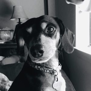 Meet your Posher, Abbie